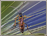 Clytus Arietis